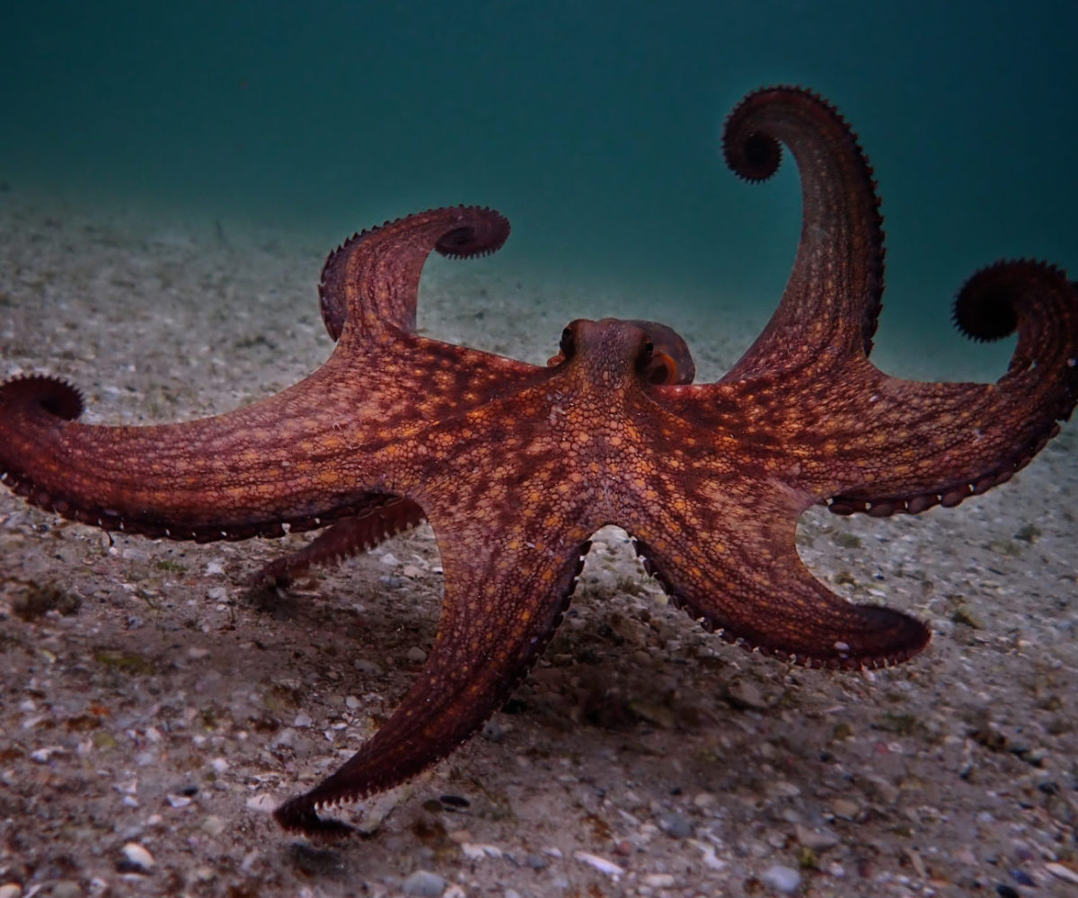 a true story about simonstown my-octopus-teacher_octous-walking_craig-foster_wide-