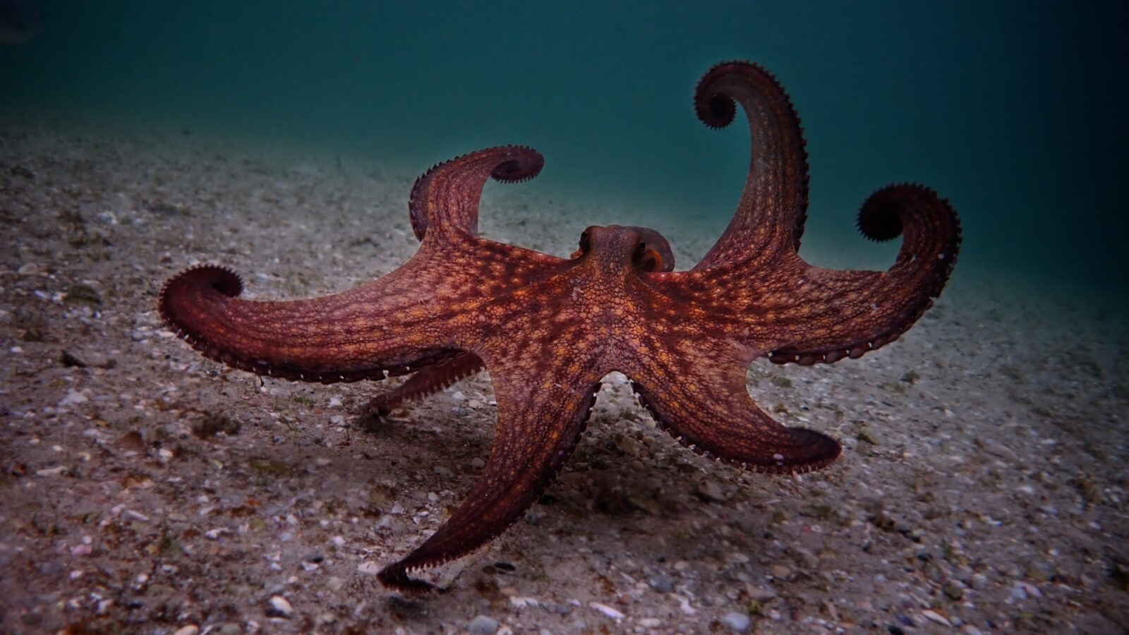 a true story about simonstown my-octopus-teacher_octous-walking_craig-foster_wide-