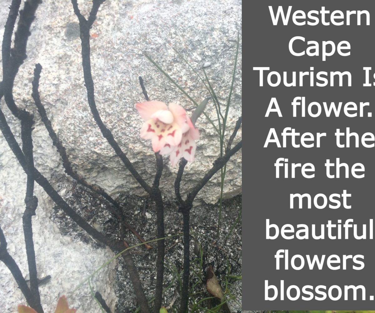 western-cape-travel-news