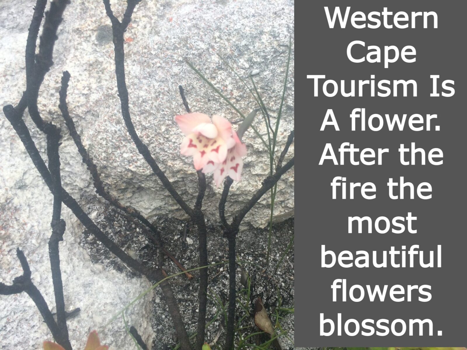 western-cape-travel-news