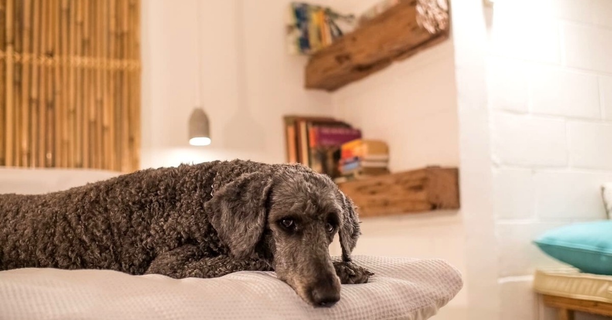 How To Improve Your Home For Airbnb With These 11 Essential Tips 20 how to improve your airbnb with pets